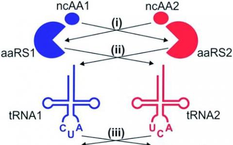 Start Codon和One Nucleus携手实现英国生命科学集群的成功