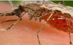 潜在疫苗旨在阻止疟原虫传播