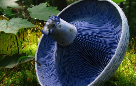 蓝蘑菇染料用于为细胞生物学家开发新的荧光工具