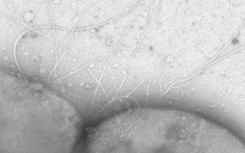 细菌和真核生物被生物学家称为生命的三个领域