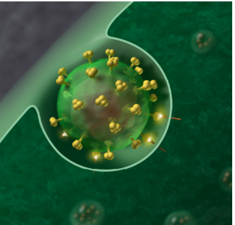 研究人员支持新的HIV控制策略