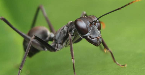 研究人员发现蚂蚁物种在跳跃过程中如何利用腹部增强力量