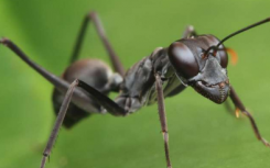 研究人员发现蚂蚁物种在跳跃过程中如何利用腹部增强力量