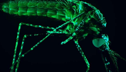 疟疾被捕 新的药物靶标可防止致命的传播