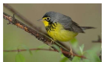 一项新研究使用一种新方法来对加拿大北方森林中六种鸣禽的种群进行建模