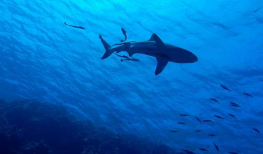 酸化的海洋可能腐蚀鲨鱼鳞片