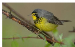 一项新研究使用一种新方法来对加拿大北方森林中六种鸣禽的种群进行建模