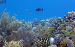 微生物如何反映珊瑚礁的健康