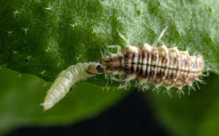 掠食性草lace不在乎它们的猎物是否能使植物防御系统解毒