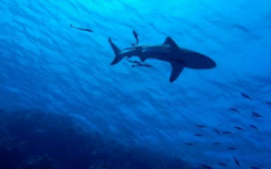 酸化的海洋可能腐蚀鲨鱼鳞片