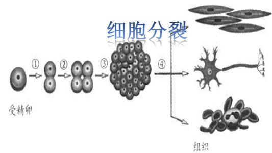 蛋白通过防止细胞增殖过快或不受控制地增殖来调节细胞分裂