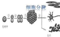 蛋白通过防止细胞增殖过快或不受控制地增殖来调节细胞分裂