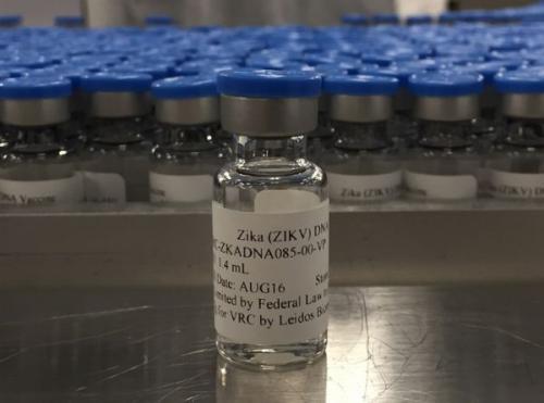 实验性寨卡疫苗可改善猕猴模型中的胎儿结局