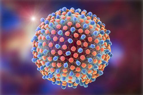 研究人员揭示了丙型肝炎病毒复制周期的奥秘
