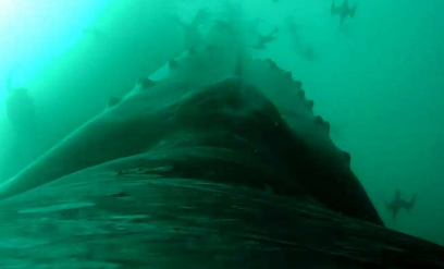 研究发现鲸鱼利用隐身捕食鱼类