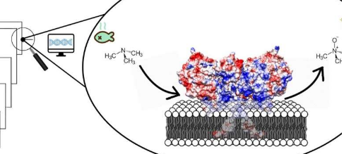 复活的蛋白质揭示了重要酶的结构