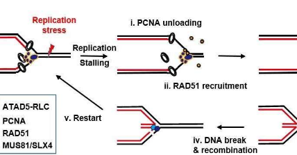 细胞如何缓解DNA复制压​​力
