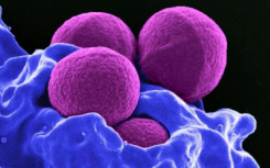 研究人员发现影响葡萄球菌细菌的因素