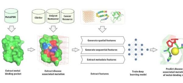 使用深度学习预测与疾病相关的突变