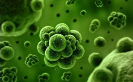 某些细菌可以取代程序性细胞死亡