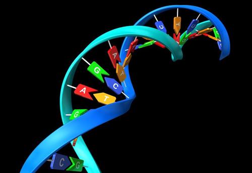 用CRISPR-Cas9插入末端修饰的DNA片段可获得最高效率