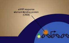 研究人员开发出新的方法来研究经验驱动的转录因子活性