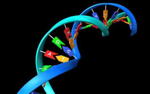 用CRISPR-Cas9插入末端修饰的DNA片段可获得最高效率