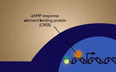 研究体内转录因子的经验驱动活性的新方法