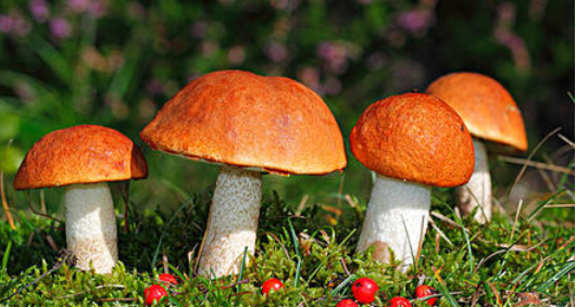 教你6种令人惊奇的蘑菇健康有益于皮肤及这些饮食谣言坑到你了吗