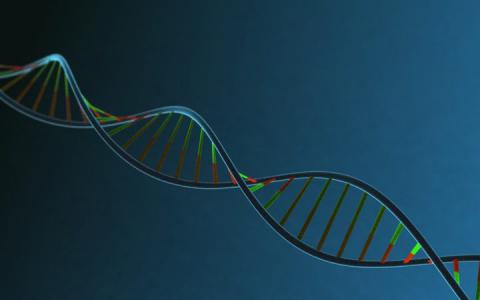 新机制描述基因组如何自我调节