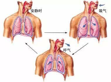 呼吸模式可能有助于预测人们何时开始采取自愿行动