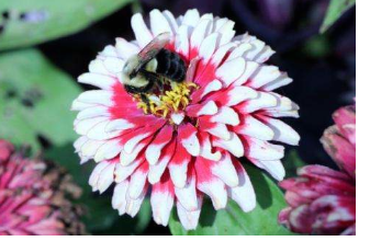 蜜蜂优先选择独特的摇摆舞来寻找花朵