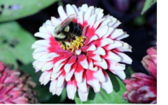 蜜蜂优先选择独特的摇摆舞来寻找花朵