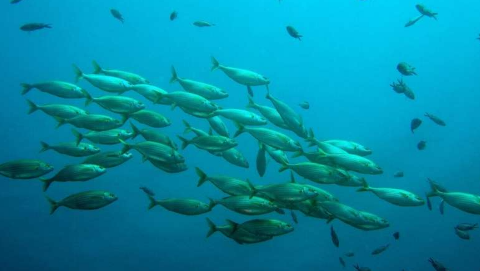 新疗法可解决淡水养殖和观赏鱼的昂贵寄生虫病