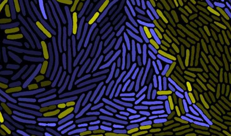 观察性研究揭示了短程相互作用控制微生物群落的动力学