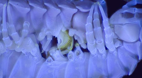 紫外线下的高科技成像可显示千足虫交配的部位