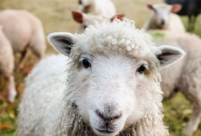 绵羊粪便和人类皮肤中发现的抗生素替代品