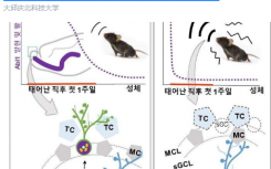 早期诊断神经发育障碍的可能性增加