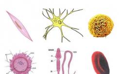 研究人员绘制了整个唾液腺肿瘤的细胞多样性图