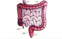 研究人员研究了为什么小儿和成年患者的结肠癌致死率更高