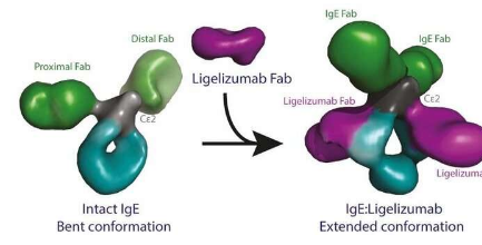 电子显微镜使科学家能够了解过敏反应的分子触发