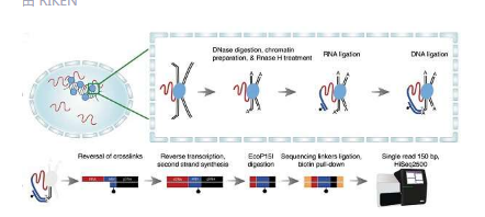 新的定位技术展示了RNA如何与基因组中的染色质相互作用