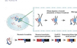 新的定位技术展示了RNA如何与基因组中的染色质相互作用