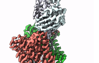 真核细胞中的许多膜蛋白都被称为聚糖的复杂糖树装饰