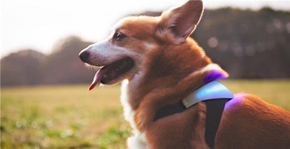研究人员发明了一种新的宠物健康追踪传感器