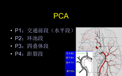 天然存在的分子可以改善MS患者的脑代谢