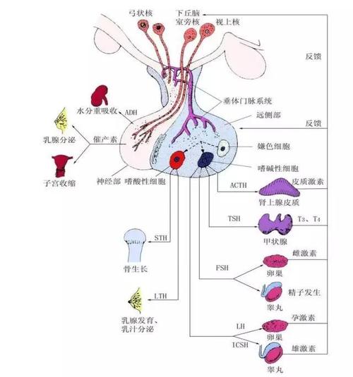 研究人员发现动物毛发中常见激素分析的可能陷阱