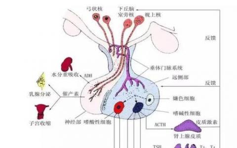 研究人员发现动物毛发中常见激素分析的可能陷阱