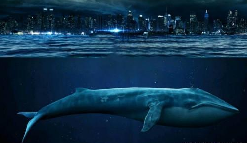 南海首次发现鲸落   鲸落到底是什么?