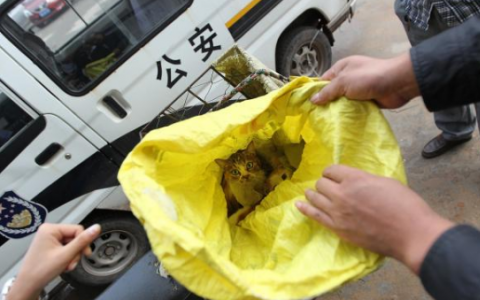 深圳立法禁食猫狗是真的吗？什么时候开始实施？